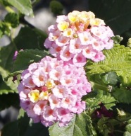Lantana Camara Bandolero Lychee CYTRYNOWY ZAPACH
