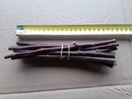 Wierzba wawrzynkowa ule sztobry 10 SZszt. plantacje bazi