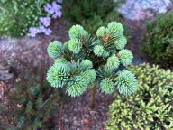 KOLEKCJONERSKA RZADKOŚĆ Świerk kłujący, srebrny 'Hradec Králové' P. pungens