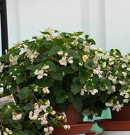 Begonia DRAGON Wing White BIAŁA DUŻA