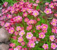 Skalnica Arendsa Różowa Sadzonki P9