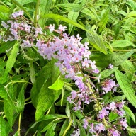 Budleja Dawida 'Wisteria Lane' (Buddleja) P13