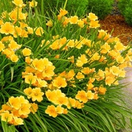 LILIOWIEC Stella De Oro SADZONKA W POJEMNIKU DO 15 CM MIODODAJNY