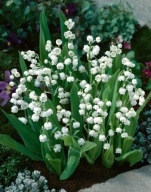 Konwalia majowa sadzonka w doniczce p8 zadarniająca pachnąca miododajna