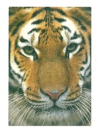 Pocztówka - Tygrys syberyjski / portret dzikiego kota