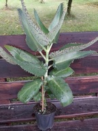 Żyworódka lecznicza młoda sadzonka kalanchoe do stosowania zewnętrznego