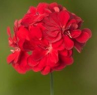 Pelargonia czerwona peltatum Temprano MAXIME ZWISAJĄCA PEŁNA