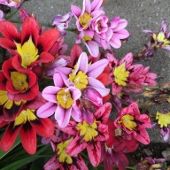 Sparaxis CYGANSKI KWIATEK sadzonka w pojemniku P7 wieloletnia na rabaty