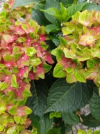 Hortensja ogrodowa Hydrangea macrophylla 'Schloss Wackerbarth 'SADZONKA 2L