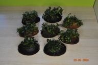 Anubias Nana Pangolino na kokosie, skorupie orzecha kokosowego