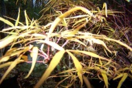 Klon Koto-no-ito krzewiasty japoński żółty czerwony palmowy inny