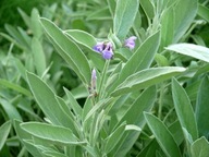 Szałwia lekarska Salvia officinalis SADZONKA P9