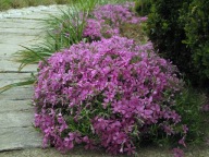 Floks szydlasty - Phlox subulata p9 różowy