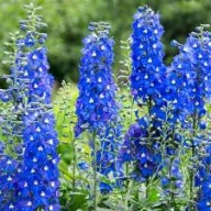 Ostróżka Trwała Piękna Bylina Sadzonka P9