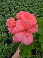 Pelargonia Caliope - Soft Coral