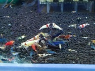 Krewetki Caridina mix - 50 sztuk