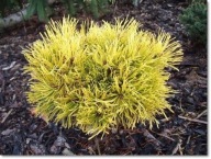 Pinus mugo 'Piatra' - Unikat !!!