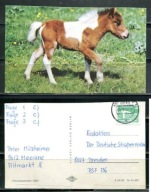 K24605)Karta Zwierzecia: Kon, wyslany