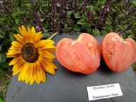 Pomidor Govidia z Kusta malinowe serce z Indii nasiona kolekcjonerskie