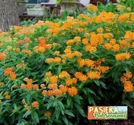 Trojeść bulwiasta - bylina MIODODAJNA (2szt)