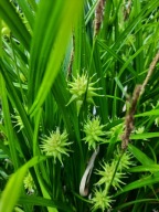 Trawa turzyca Graya kwiaty kwiatostany jak gwiazdy gwiazdki zimozielona