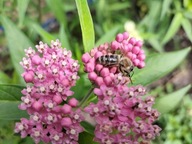 TROJEŚĆ KRWISTA roślina miododajna (10szt)