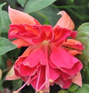 Fuksja Marbeller Double Salmon Orange Zwisająca