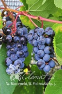 Vitis 'Zilga' winorośl 'Zilga'