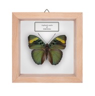 Motyl w gablotce Euphaedra medon