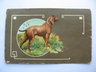 PIES przedwojenna POCZTÓWKA