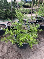 Magnolia Gwiaździsta 'Stellata' Leszno