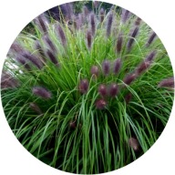 Rozplenica czerwona Red Head, 2L