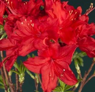 Azalia wielkokwiatowa ,,DOLOROSO mocna czerwień