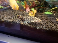 Bocja siatkowata lohachata ( zwalcza ślimaki)