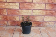 tawuła brzozolistna