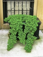 Jałowiec rozesłany 'Nana' | Procumbens 'Nana'