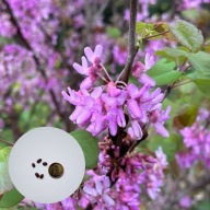 Cercis siliquastrum – judaszowiec południowy | 5 nasion + instrukcja