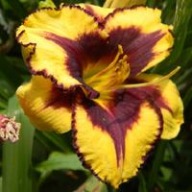 Liliowiec Goldenzelle żółty z okiem.