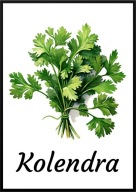 A2 PLAKAT OBRAZ DO KUCHNI JADALNI RESTAURACJI ZIOŁA KOLENDRA