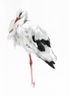 bocian, ptaki Polski, akwarela, oryginał, format A4