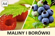 BANER SPRZEDAŻ BORÓWKI BORÓWKA MALINY 100x50 A4