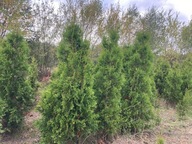 Tuja/thuja Brabant wysokość 180-210 cm