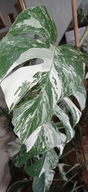 MONSTERA VARIEGATA monstera