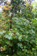 klon kanadyjski szczepiony czerwony wiosną 16 letni karłowy inny