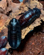 Karaczan madagaskarski | Gromphadorhina portentosa "black form" 2-4 cm