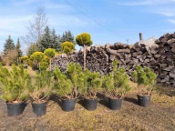 Kosodrzewina Pumilio 40-50cm