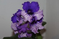 Skrętnik - Ds - Muszkieter - sadzonka