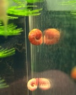 ślimak do akwarium ZATOCZEK Planorbella sp. 10 szt