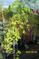 Grab szczepiony pendula okaz 16 letni skrętny nivak inny