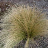 Poa Cita - trawa P9